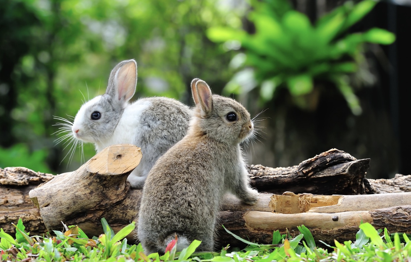 Can Rabbits Get Worms? (A Simple Guide to Parasites in Bunnies)